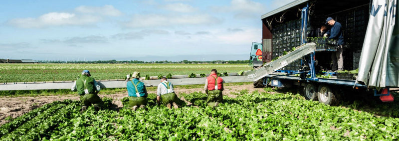 Dolfing Kruipbroek P1 met kniestukken - 231 Groen